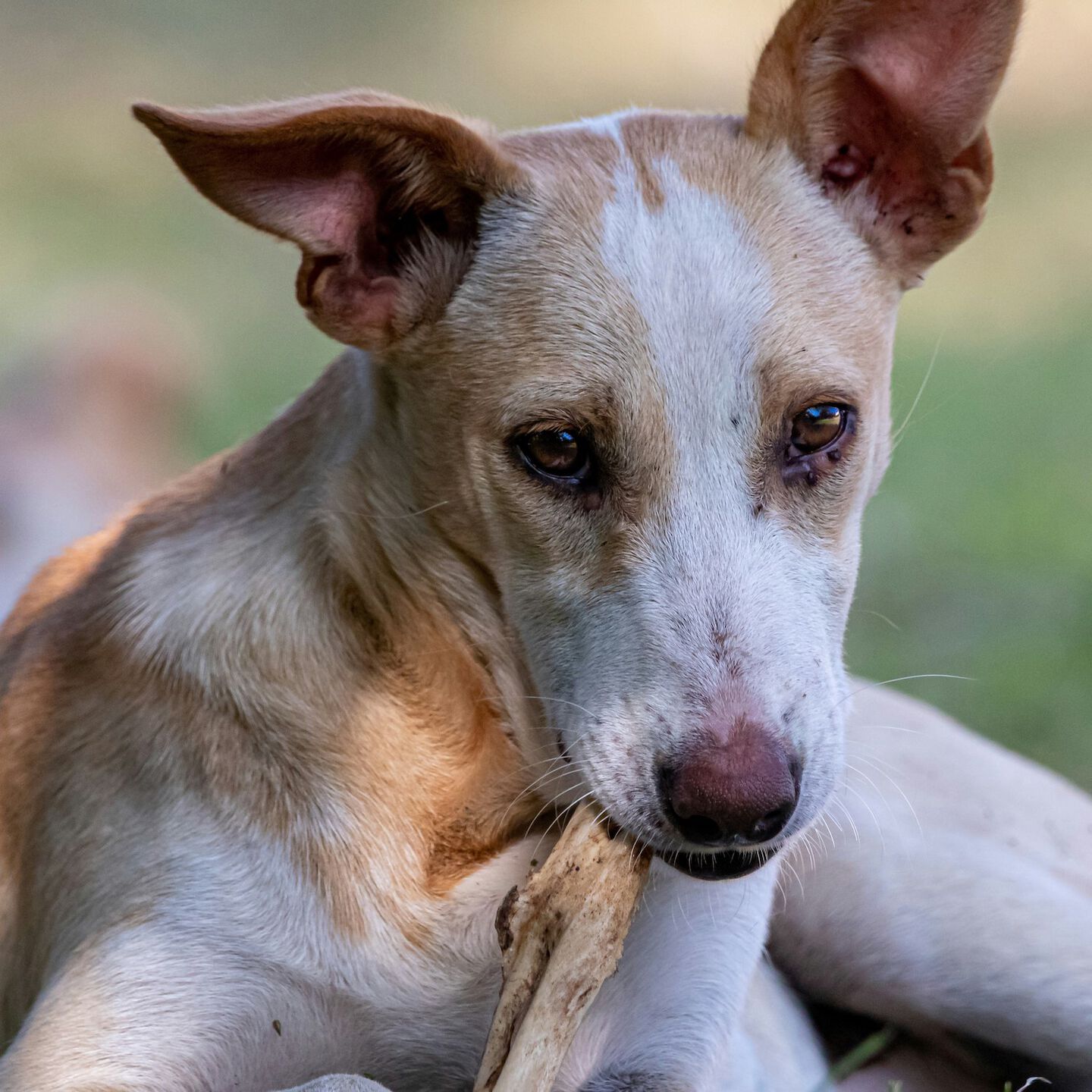 <b>A GUIDE TO FEEDING YOUR DOG RAW BONES</b><br><br>Find out which bones are safe for dogs to eat and why they&rsquo;re beneficial to your dog in moderation...</br>